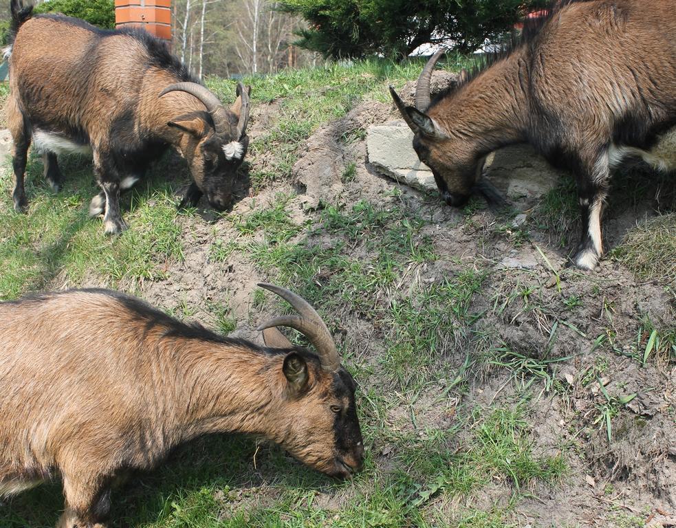 Mazowieckie Siolo Julianowka Exteriér fotografie